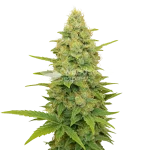 gold leaf auto seeds australia