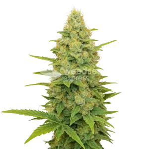 gold leaf auto seeds australia