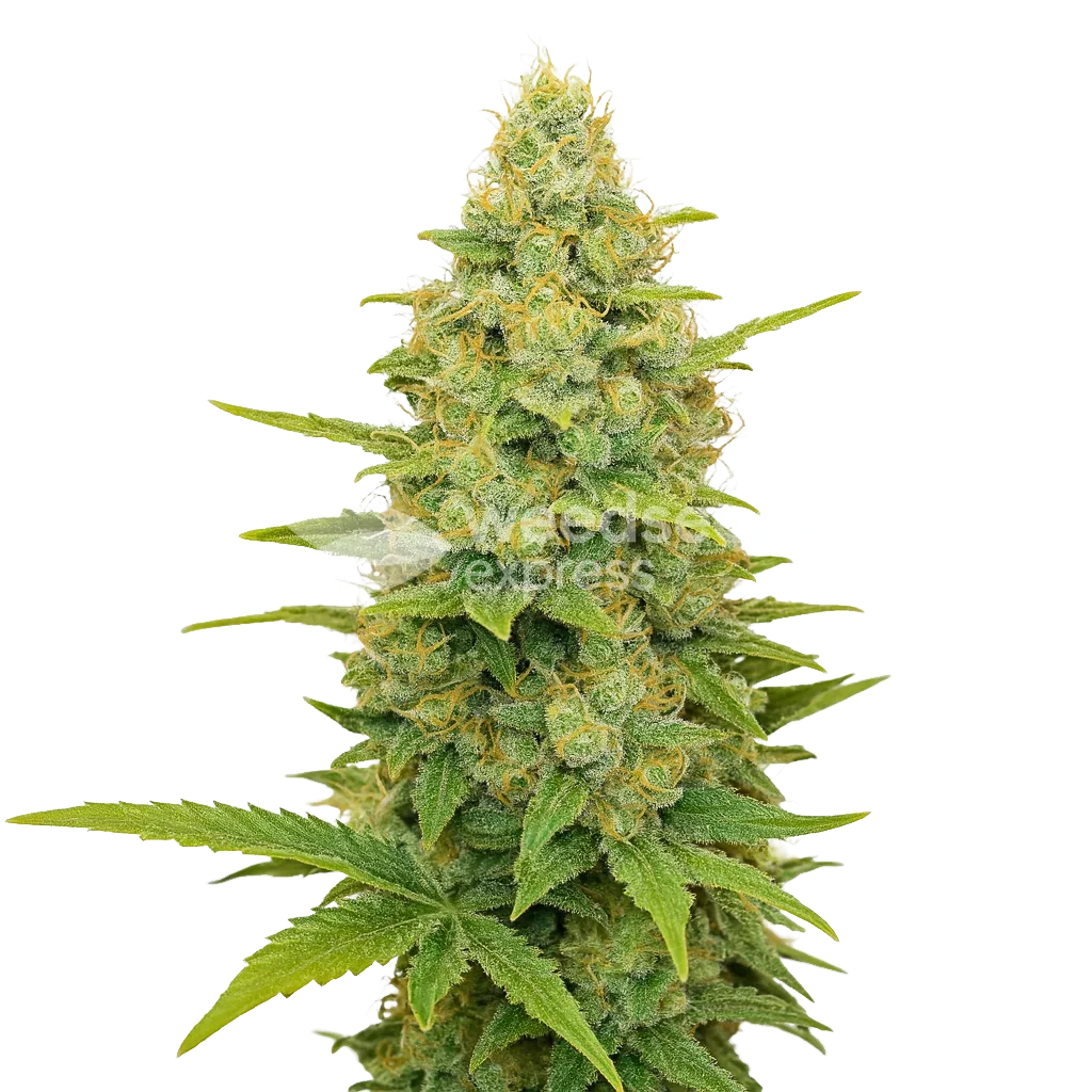 gold leaf auto seeds australia