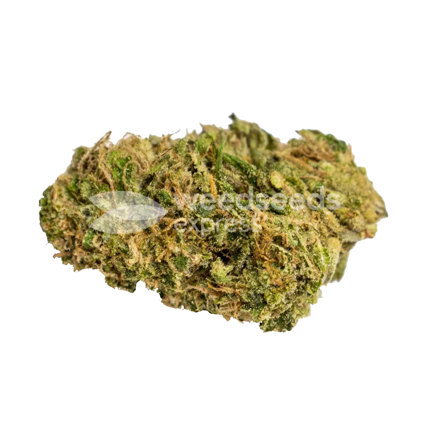 Golden Goat seeds Australia