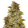 Golden Goat seeds Australia