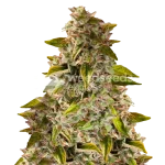 Golden Goat seeds Australia