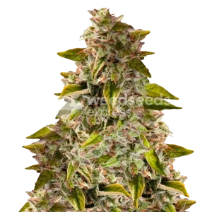 Golden Goat seeds Australia