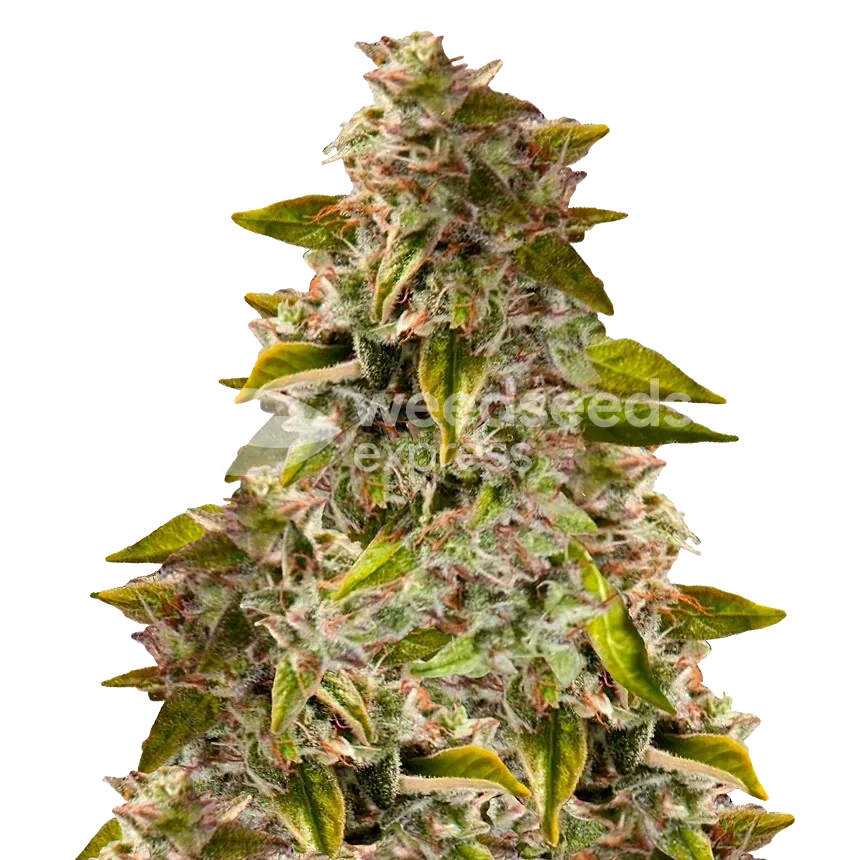 Golden Goat seeds Australia