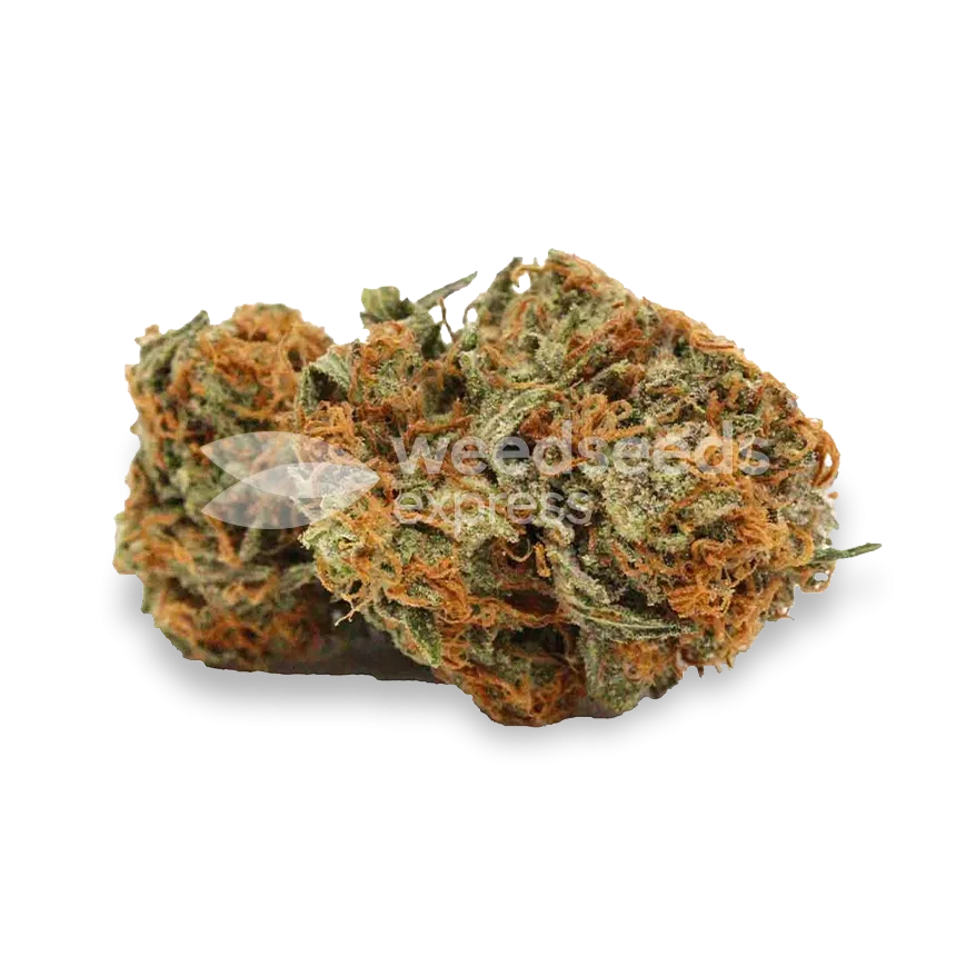 Grease Monkey Seeds Australia