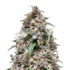 Grease Monkey Seeds Australia