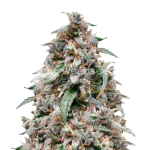 Grease Monkey Seeds Australia