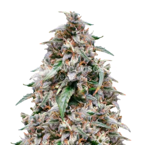 Grease Monkey Seeds Australia