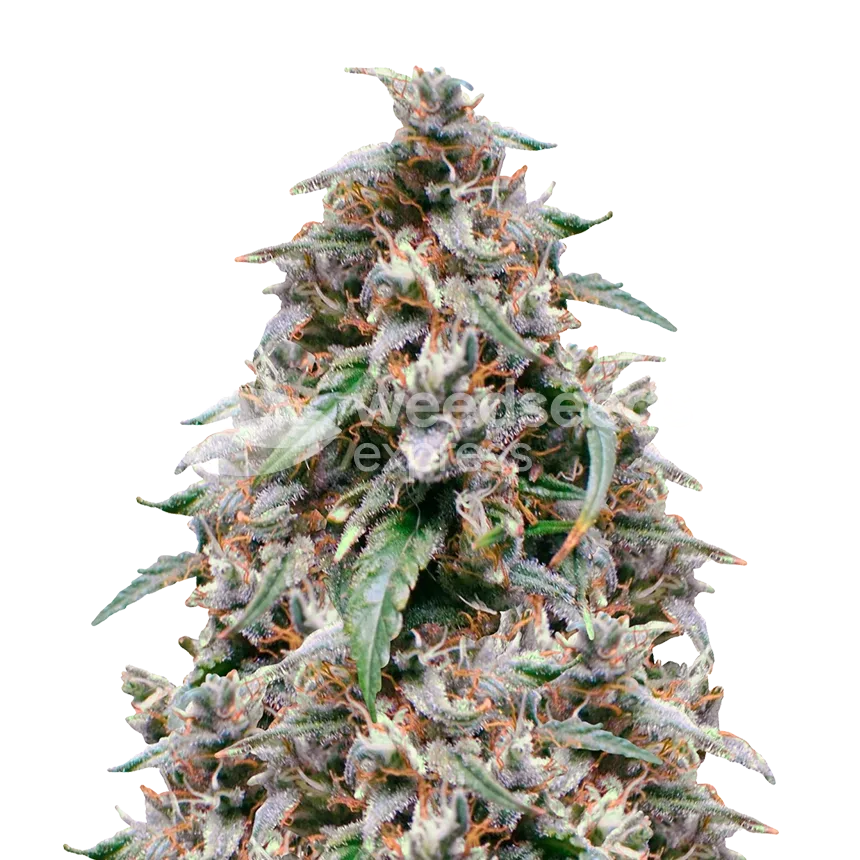 Grease Monkey Seeds Australia