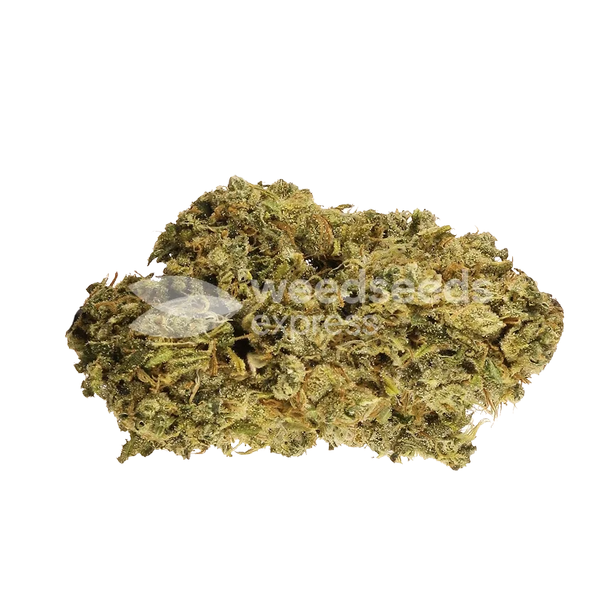 Hash Plant seeds Australia