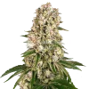 Hash Plant seeds Australia