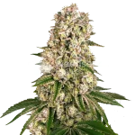 Hash Plant seeds Australia