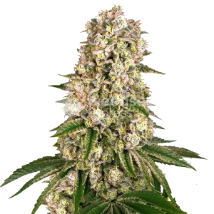 Hash Plant seeds Australia