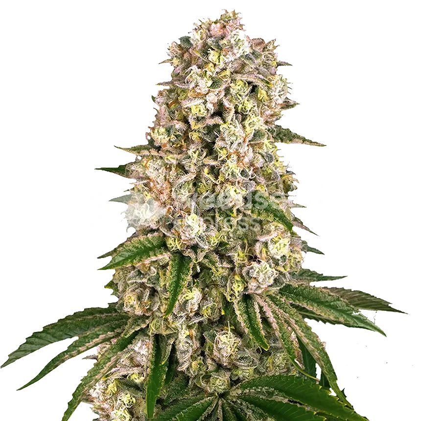 Hash Plant seeds Australia