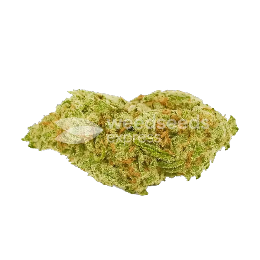 Humboldt Auto seeds Australia