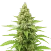 Humboldt Auto seeds Australia