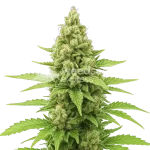 Humboldt Auto seeds Australia