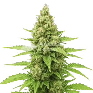 Humboldt Auto seeds Australia