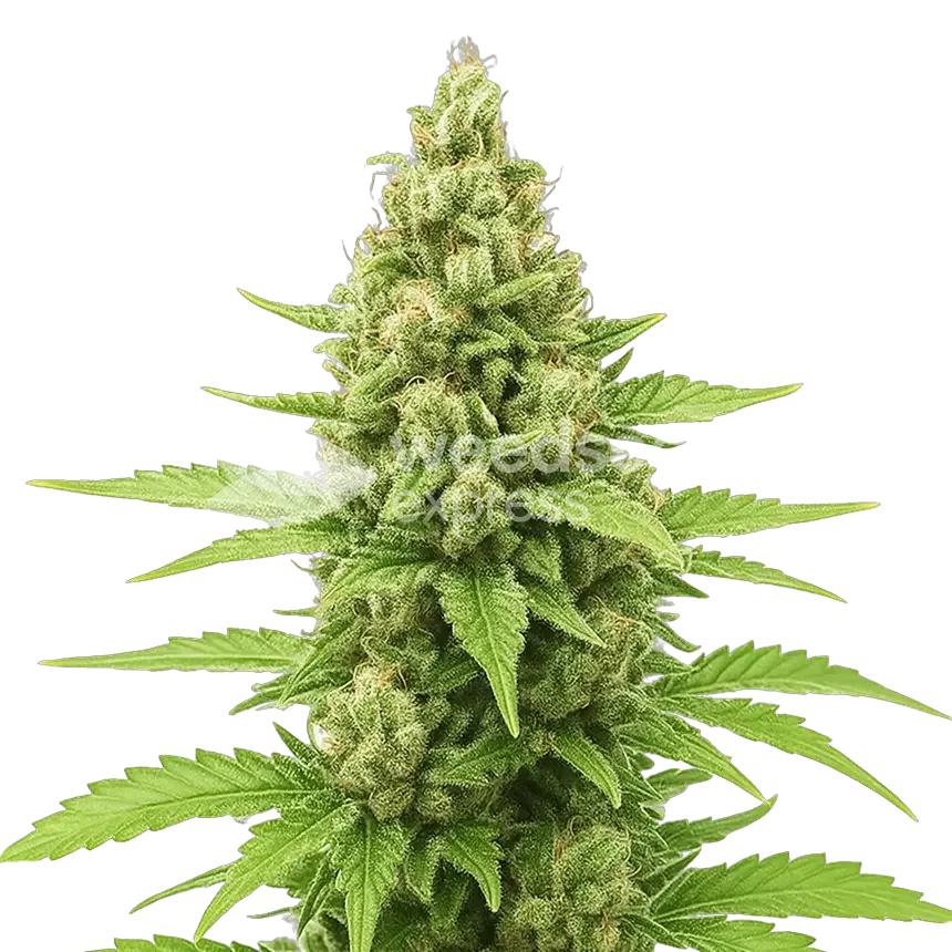 Humboldt Auto seeds Australia