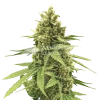 humboldt seeds australia