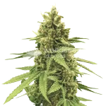 humboldt seeds australia