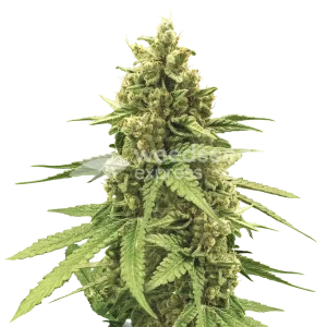 humboldt seeds australia