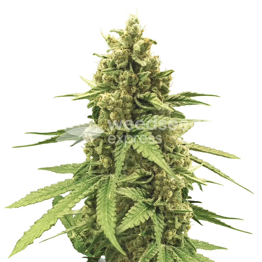 humboldt seeds australia
