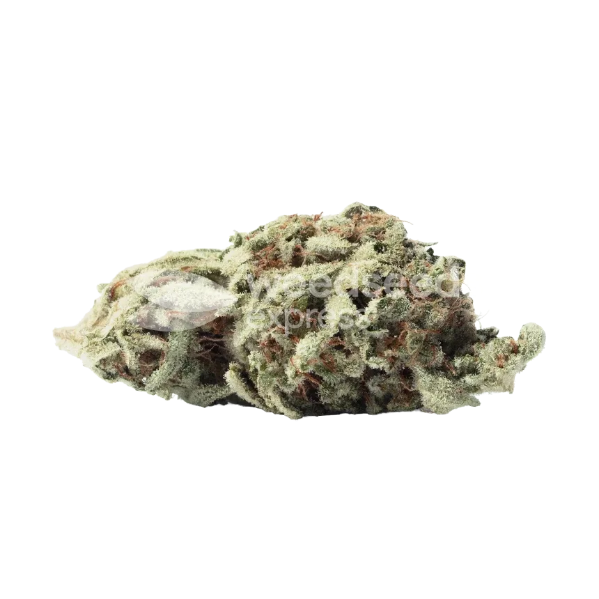 italian ice seeds australia