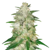 italian ice seeds australia