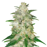 italian ice seeds australia