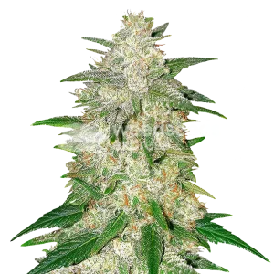 italian ice seeds australia