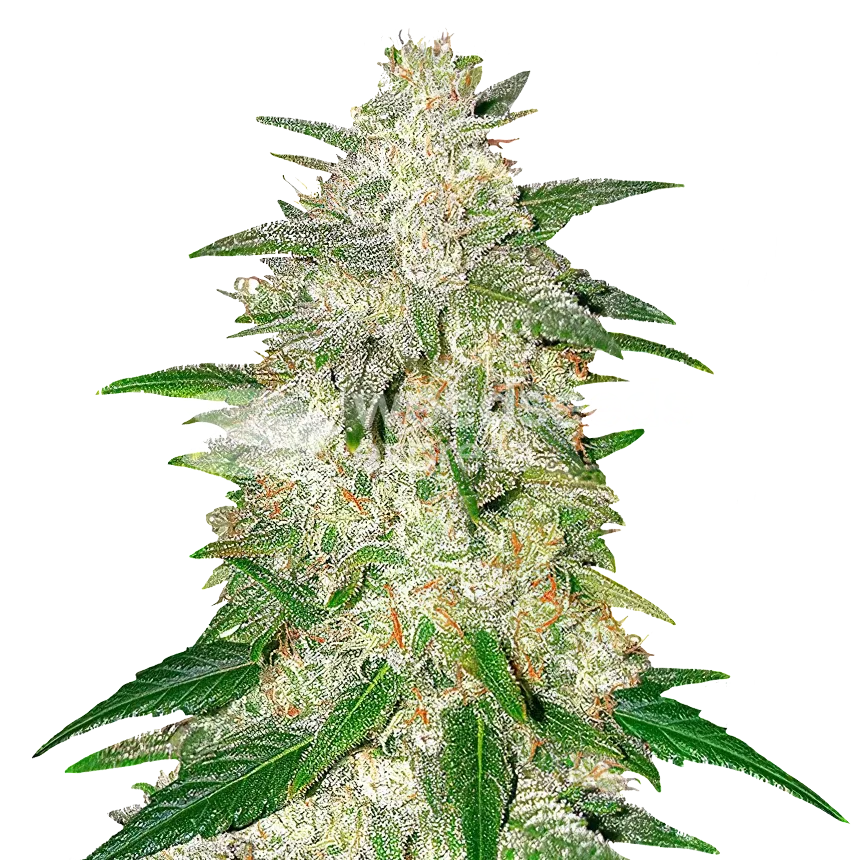 italian ice seeds australia