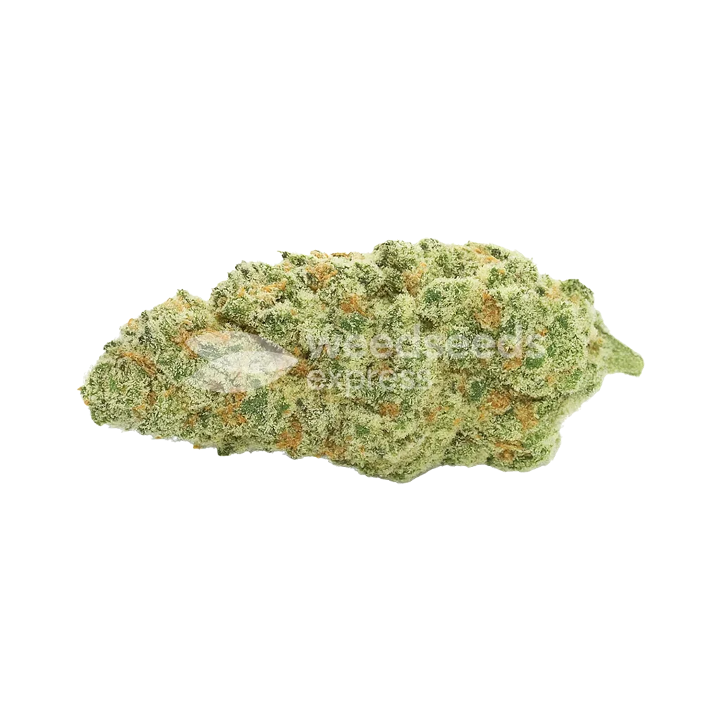 Kiwi Kush Auto Seeds Australia
