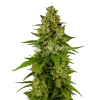 Kiwi Kush Auto Seeds Australia