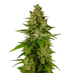 Kiwi Kush Auto Seeds Australia