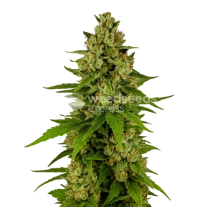 Kiwi Kush Auto Seeds Australia