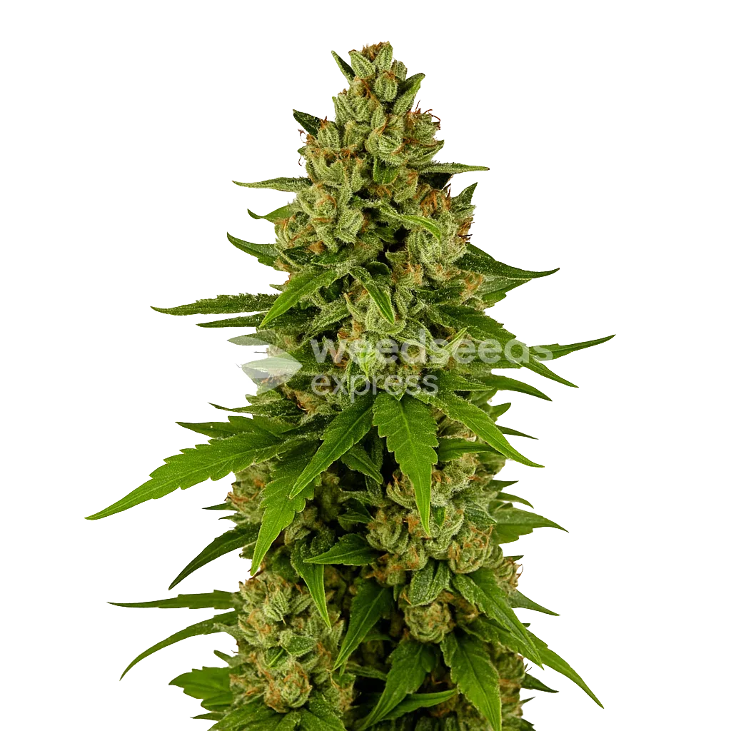 Kiwi Kush Auto Seeds Australia