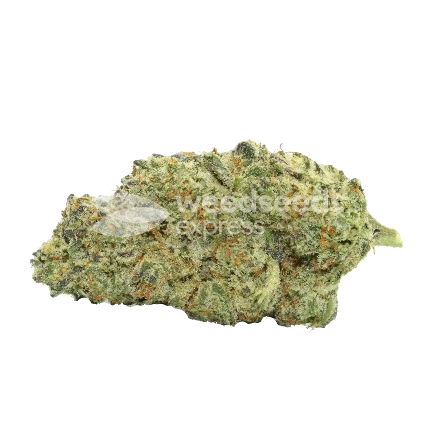 kiwi kush seeds australia