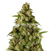 kiwi kush seeds australia