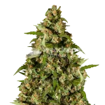 kiwi kush seeds australia