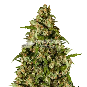kiwi kush seeds australia