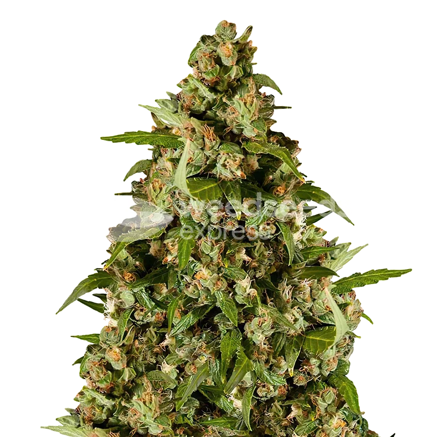 kiwi kush seeds australia