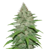 LA Confidential Auto seeds Australia