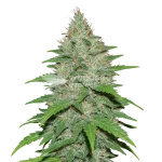 LA Confidential Auto seeds Australia