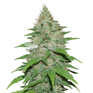 LA Confidential Auto seeds Australia