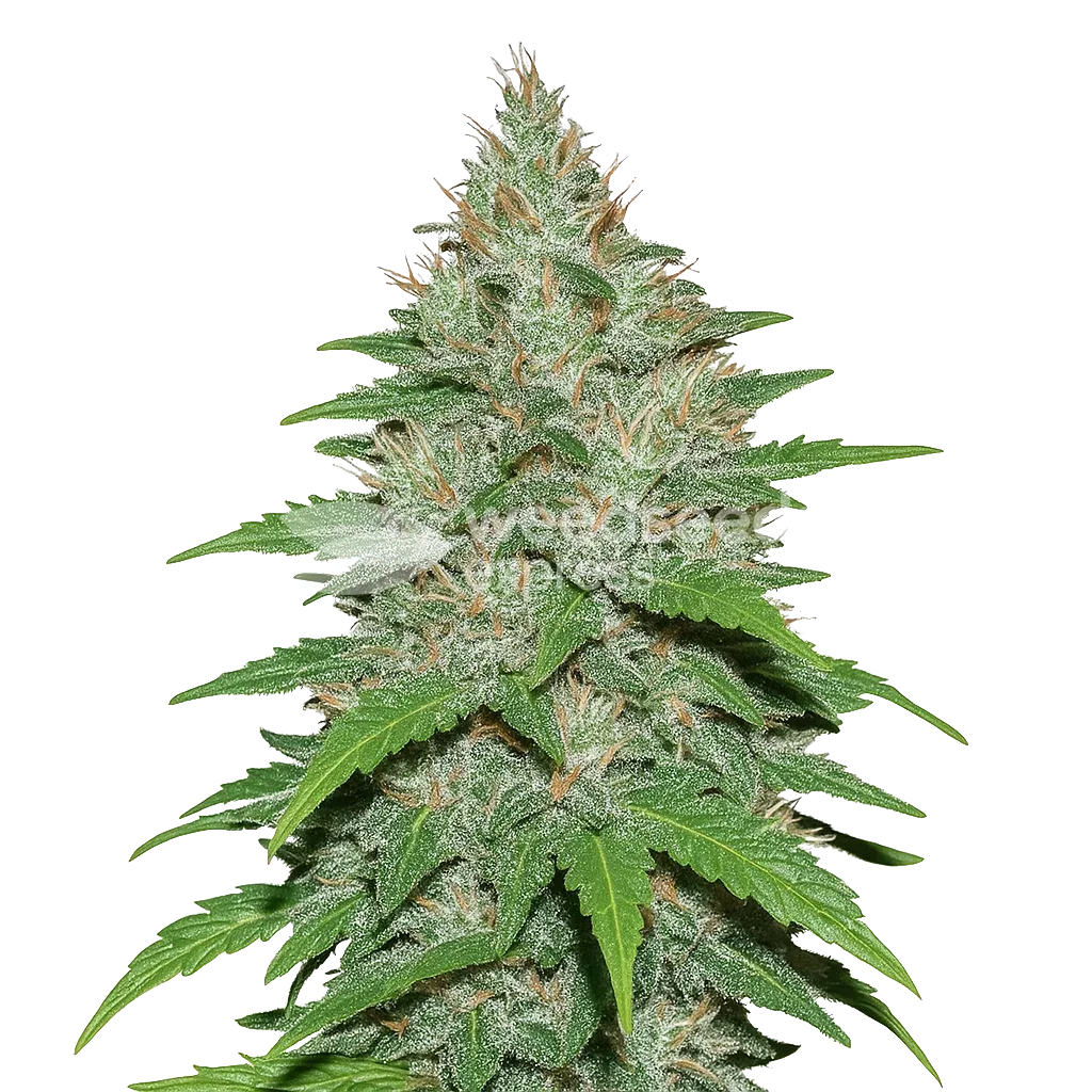LA Confidential Auto seeds Australia