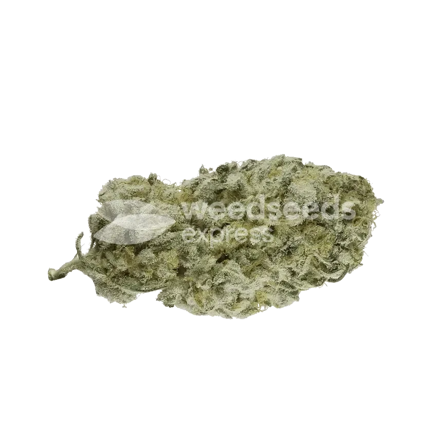 Larry OG seeds Australia