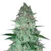 Larry OG seeds Australia
