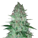 Larry OG seeds Australia