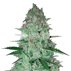 Larry OG seeds Australia